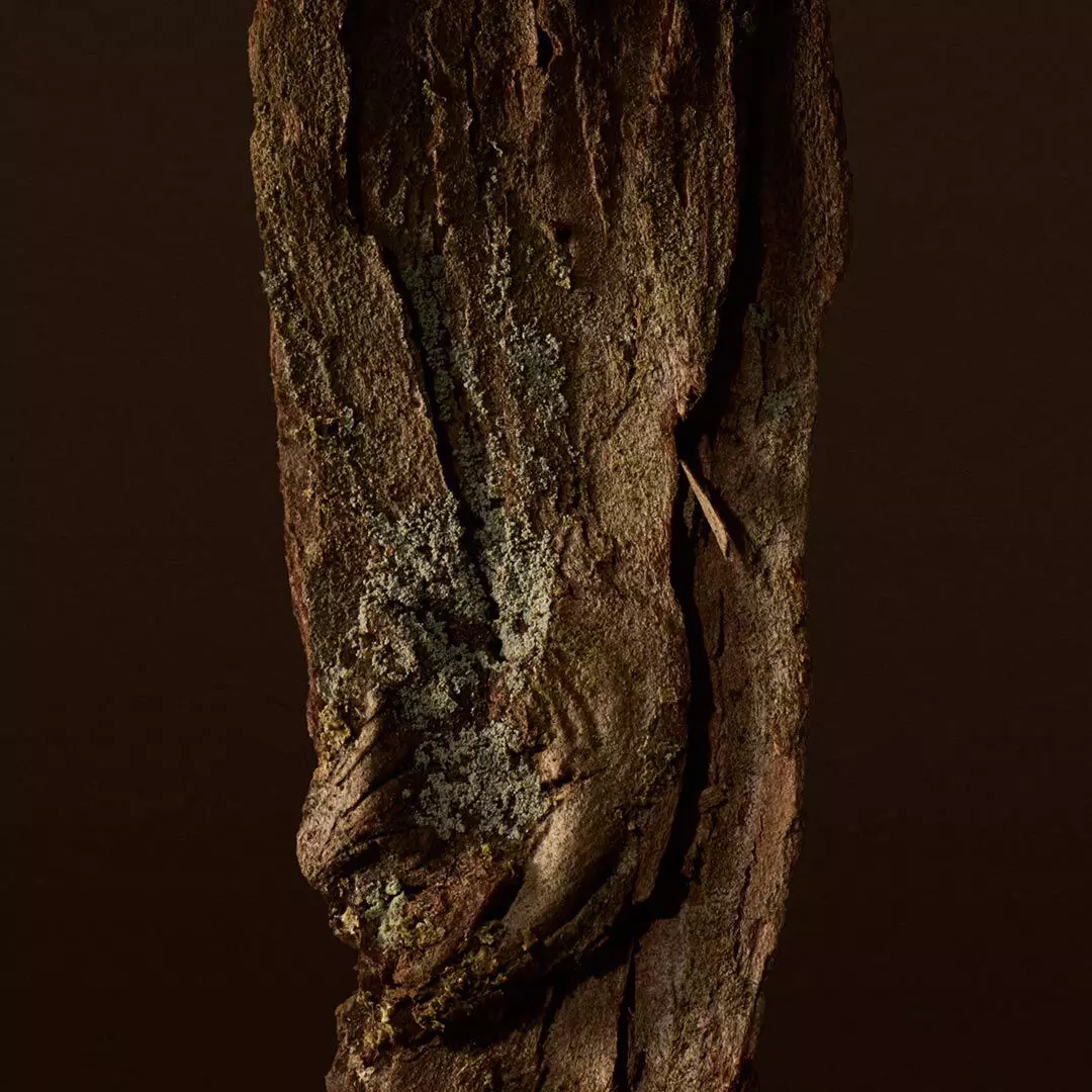 Close-up of textured tree bark with lichen against a dark background.