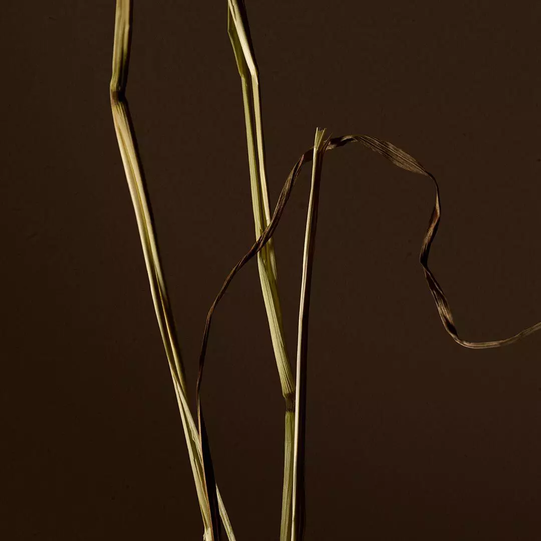 Close-up of pale dried grass stems with a curled brown strand against a dark background.