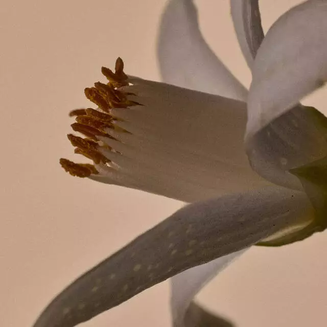 Neroli Blossom Image
