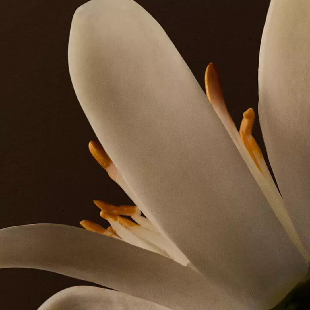 Close-up of a white flower with orange stamens against a dark background.